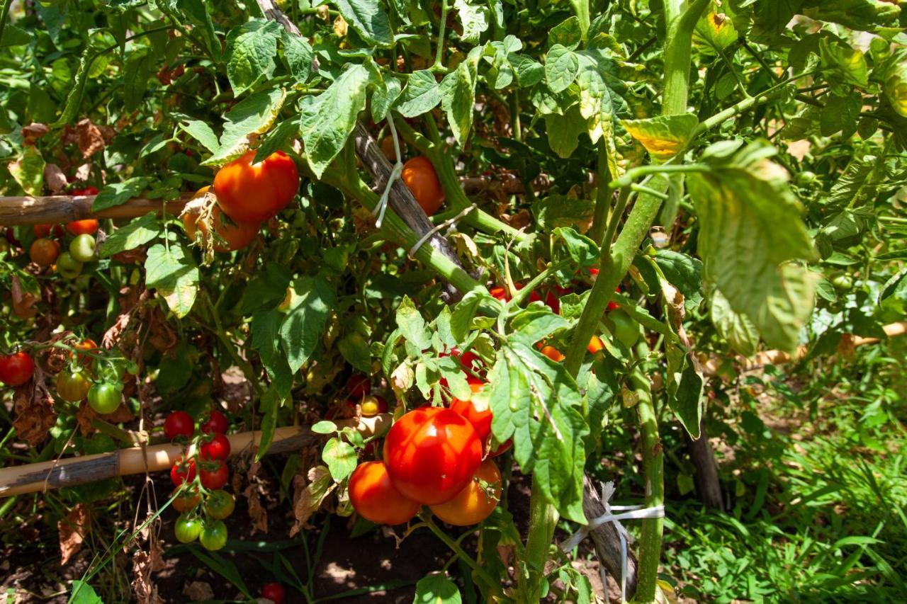 Eco Village Buljarica Budva Eksteriør billede